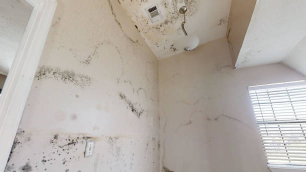 Best Residential Mold Inspection & Testing  in Hillsboro Beach, FL
