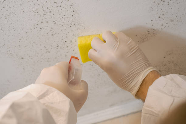 Best Mold-Related Health Consultation  in Hillsboro Beach, FL