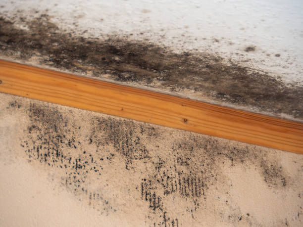 Best Attic Mold Removal  in Hillsboro Beach, FL