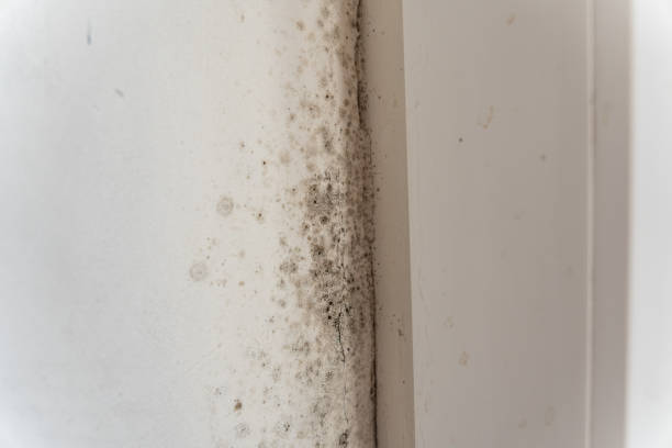 Best Environmental Consulting for Mold Prevention  in Hillsboro Beach, FL