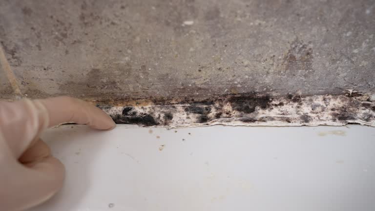 Reliable Hillsboro Beach, FL Mold Removal Solutions